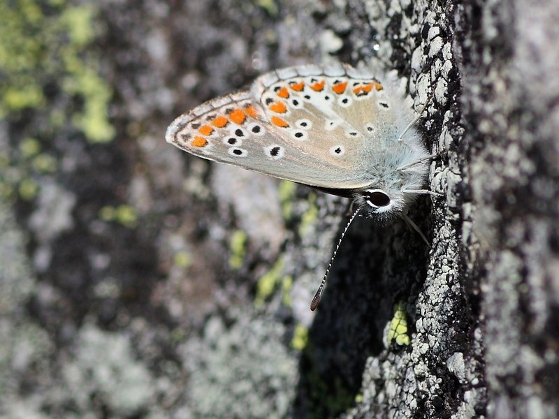 Lepidotteri all''Alpe Devero  (1856 slm)